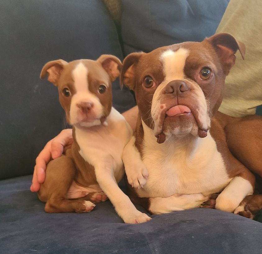 The current image has no alternative text. The file name is: sunny-and-butch.jpg